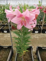 [4533 VH09 Grosseto No01.JPG]